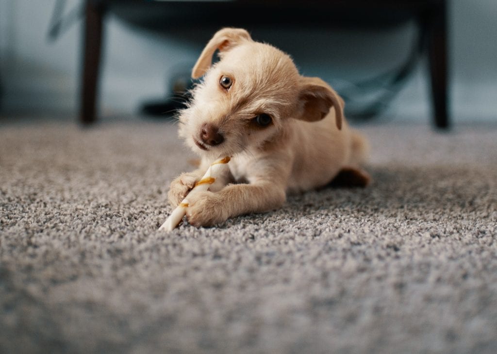 dog on carpet