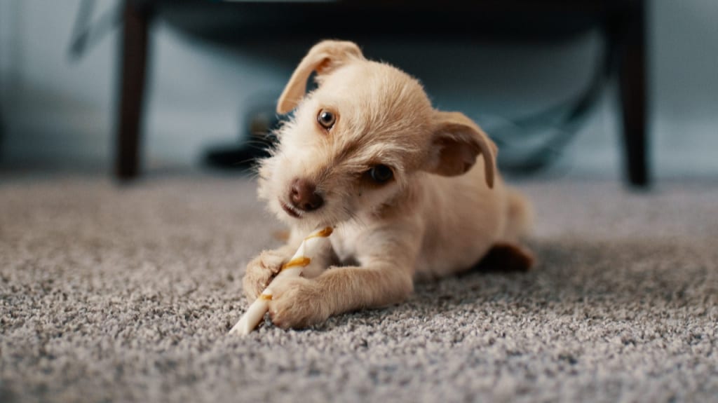 dog chewing bone on carpet
