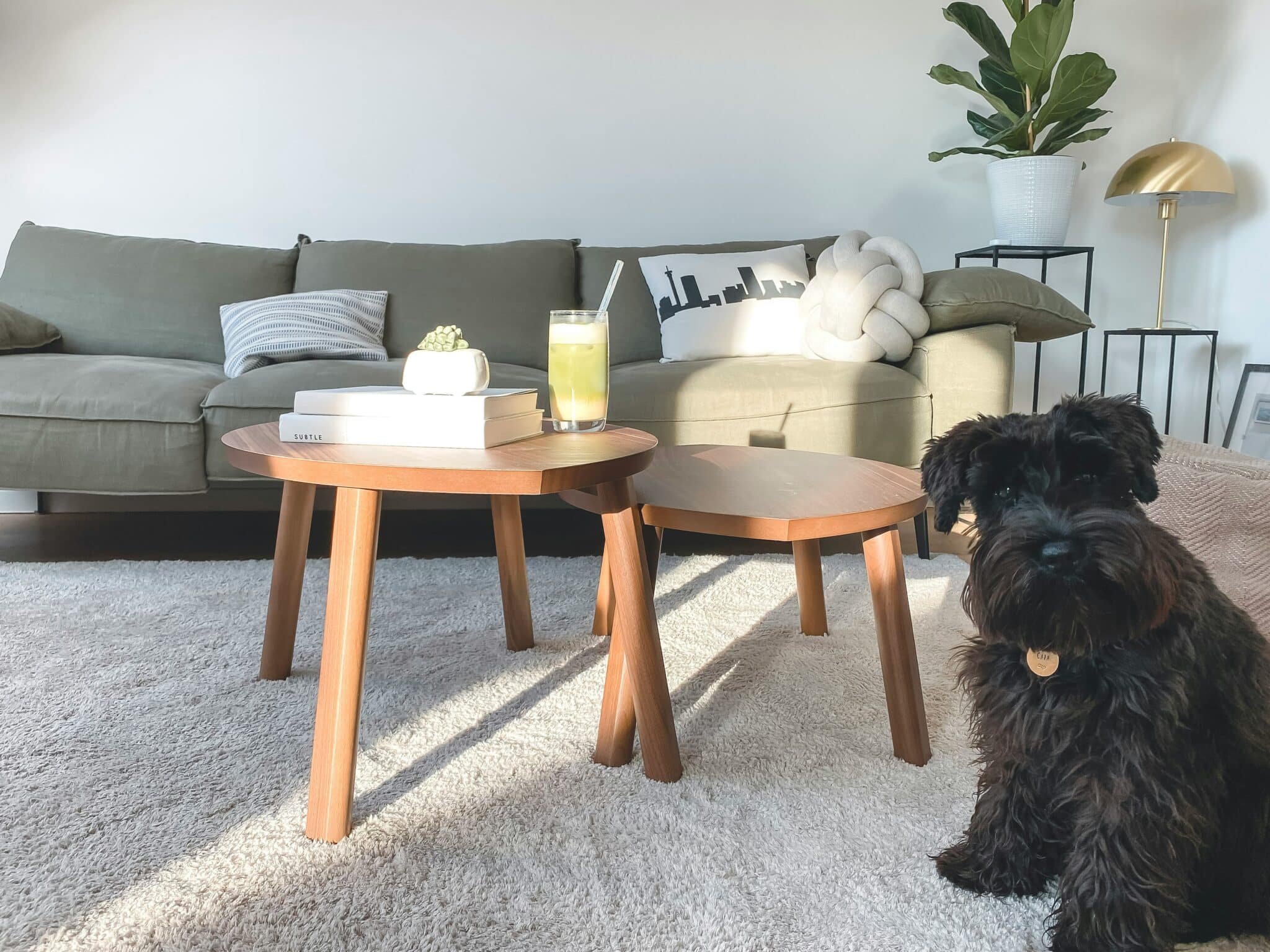 You are currently viewing My Client Is Calling About a Pet Accident…